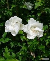 Hibiscus syriacus 'Mathilda' -- Garteneibisch 'Mathilda'